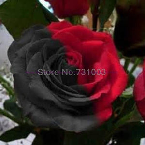 Rare Rainbow Rose Flower Seeds Outdoor Living Plants Garden Decoration-UlGadget