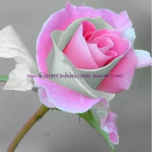 Rare Rainbow Rose Flower Seeds Outdoor Living Plants Garden Decoration-UlGadget