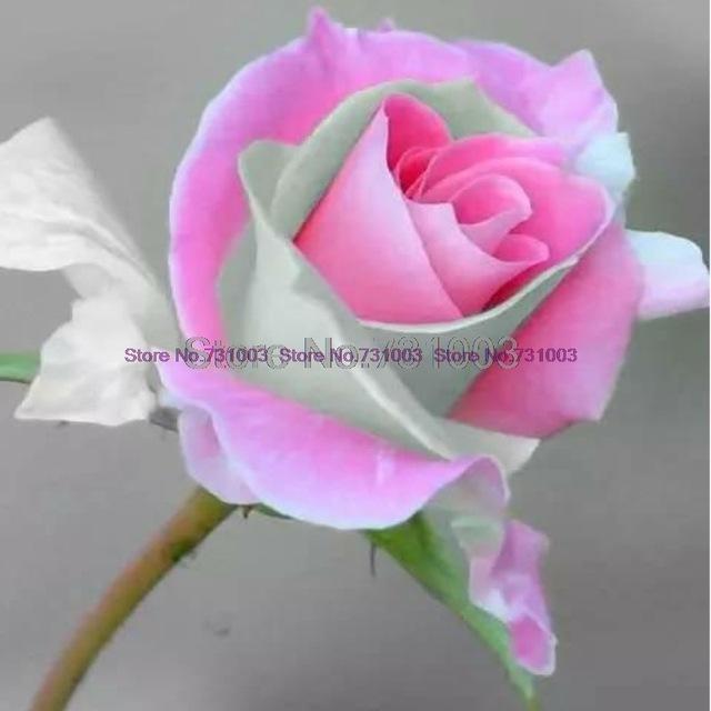 Rare Rainbow Rose Flower Seeds Outdoor Living Plants Garden Decoration-UlGadget