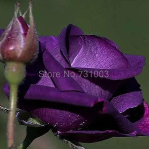 Rare Rainbow Rose Flower Seeds Outdoor Living Plants Garden Decoration-UlGadget