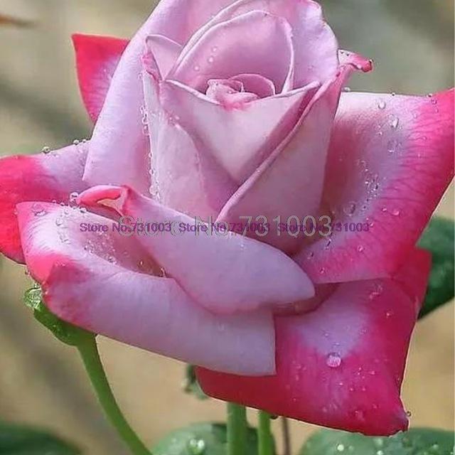 Rare Rainbow Rose Flower Seeds Outdoor Living Plants Garden Decoration-UlGadget