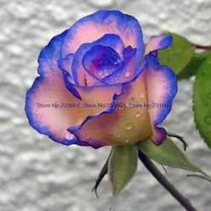 Rare Rainbow Rose Flower Seeds Outdoor Living Plants Garden Decoration-UlGadget