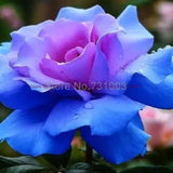 Rare Rainbow Rose Flower Seeds Outdoor Living Plants Garden Decoration-UlGadget