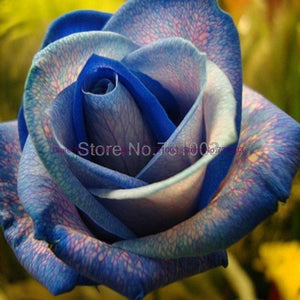 Rare Rainbow Rose Flower Seeds Outdoor Living Plants Garden Decoration-UlGadget