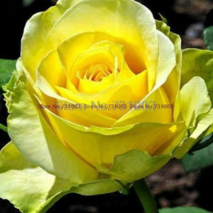 Rare Rainbow Rose Flower Seeds Outdoor Living Plants Garden Decoration-UlGadget