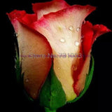 Rare Rainbow Rose Flower Seeds Outdoor Living Plants Garden Decoration-UlGadget