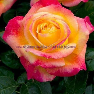 Rare Rainbow Rose Flower Seeds Outdoor Living Plants Garden Decoration-UlGadget