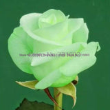 Rare Rainbow Rose Flower Seeds Outdoor Living Plants Garden Decoration-UlGadget