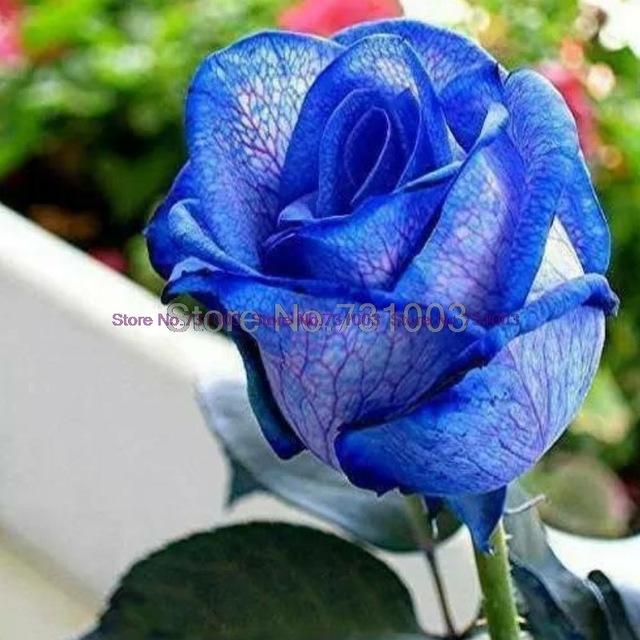 Rare Rainbow Rose Flower Seeds Outdoor Living Plants Garden Decoration-UlGadget