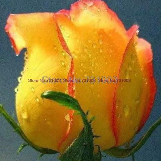 Rare Rainbow Rose Flower Seeds Outdoor Living Plants Garden Decoration-UlGadget