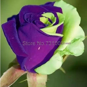 Rare Rainbow Rose Flower Seeds Outdoor Living Plants Garden Decoration-UlGadget