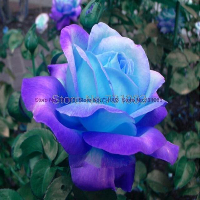 Rare Rainbow Rose Flower Seeds Outdoor Living Plants Garden Decoration-UlGadget