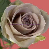 Rare Rainbow Rose Flower Seeds Outdoor Living Plants Garden Decoration-UlGadget