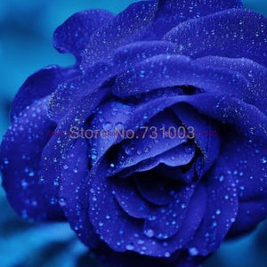 Rare Rainbow Rose Flower Seeds Outdoor Living Plants Garden Decoration-UlGadget