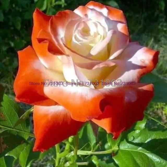 Rare Rainbow Rose Flower Seeds Outdoor Living Plants Garden Decoration-UlGadget