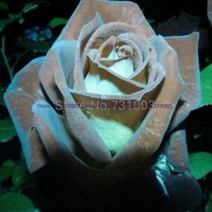 Rare Rainbow Rose Flower Seeds Outdoor Living Plants Garden Decoration-UlGadget