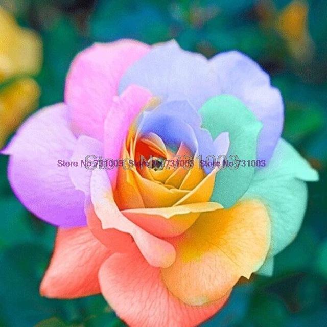 Rare Rainbow Rose Flower Seeds Outdoor Living Plants Garden Decoration-UlGadget