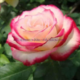 Rare Rainbow Rose Flower Seeds Outdoor Living Plants Garden Decoration-UlGadget