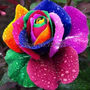 Rare Rainbow Rose Flower Seeds Outdoor Living Plants Garden Decoration-UlGadget