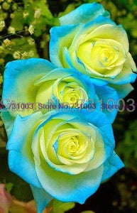 Rare Rainbow Rose Flower Seeds Outdoor Living Plants Garden Decoration-UlGadget