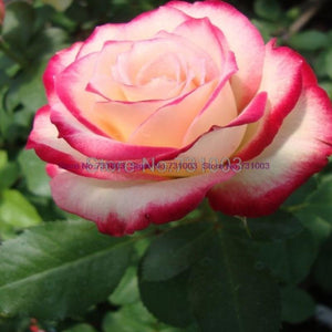 Rare Rainbow Rose Flower Seeds Outdoor Living Plants Garden Decoration-UlGadget