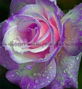 Rare Rainbow Rose Flower Seeds Outdoor Living Plants Garden Decoration-UlGadget