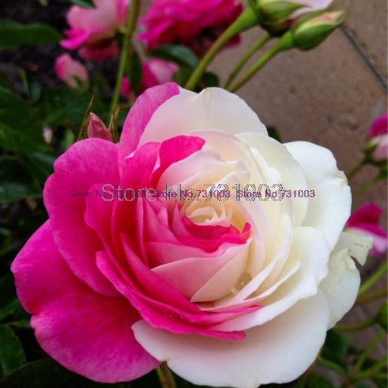 Rare Rainbow Rose Flower Seeds Outdoor Living Plants Garden Decoration-UlGadget