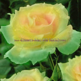 Rare Rainbow Rose Flower Seeds Outdoor Living Plants Garden Decoration-UlGadget