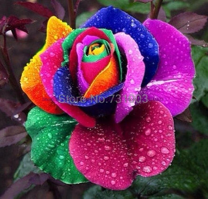 Rare Rainbow Rose Flower Seeds Outdoor Living Plants Garden Decoration-UlGadget