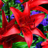 Rare Heart Lily Seeds-UlGadget