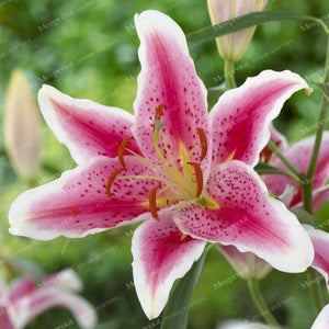 Rare Heart Lily Seeds-UlGadget