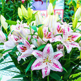 Rare Heart Lily Seeds-UlGadget