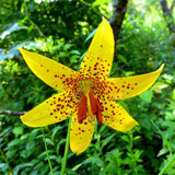 Rare Heart Lily Seeds-UlGadget