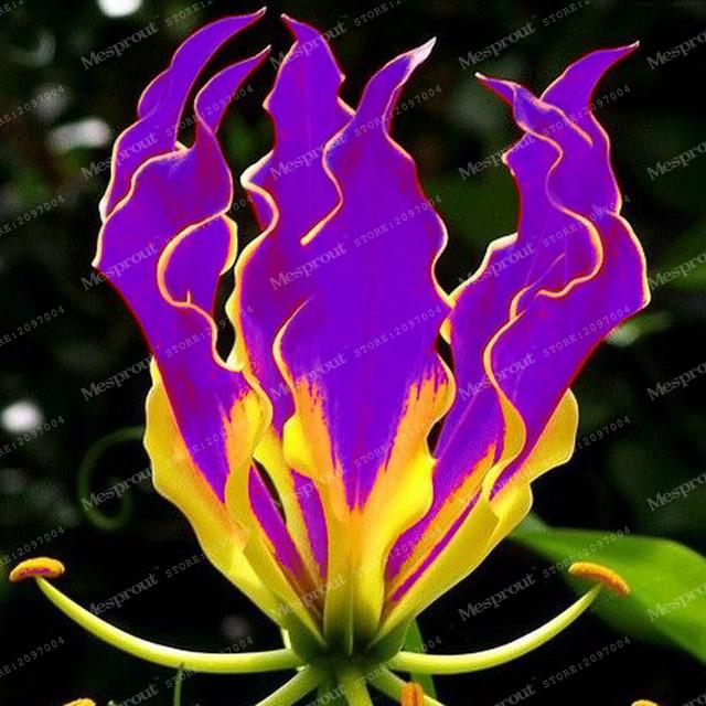 Rare Heart Lily Seeds-UlGadget