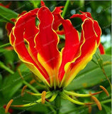 Rare Heart Lily Seeds-UlGadget