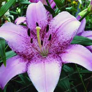 Rare Heart Lily Seeds-UlGadget