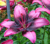 Rare Heart Lily Seeds-UlGadget