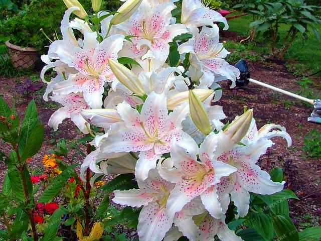 Rare Heart Lily Seeds-UlGadget