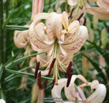 Rare Heart Lily Seeds-UlGadget