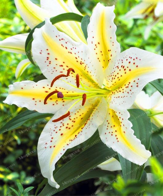 Rare Heart Lily Seeds-UlGadget