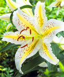 Rare Heart Lily Seeds-UlGadget