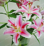 Rare Heart Lily Seeds-UlGadget