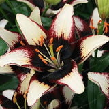 Rare Heart Lily Seeds-UlGadget