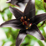 Rare Heart Lily Seeds-UlGadget