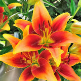 Rare Heart Lily Seeds-UlGadget