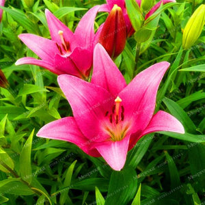 Rare Heart Lily Seeds-UlGadget