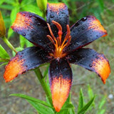 Rare Heart Lily Seeds-UlGadget