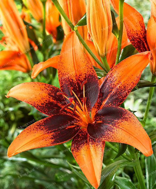 Rare Heart Lily Seeds-UlGadget