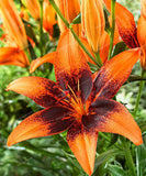 Rare Heart Lily Seeds-UlGadget