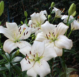 Rare Heart Lily Seeds-UlGadget